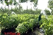 Tiết giảm suất đầu tư bằng nhiều giải pháp hợp lý
